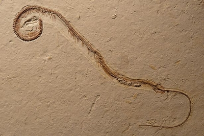 Fossil